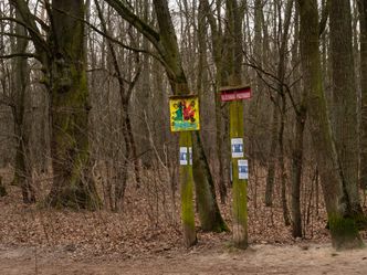Wycinka drzew w Lesie Kabackim. Wojsko potrzebuje parkingu
