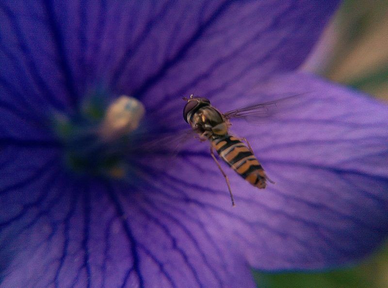 Sekrety mobilnej fotografii: zdjęcia makro 9