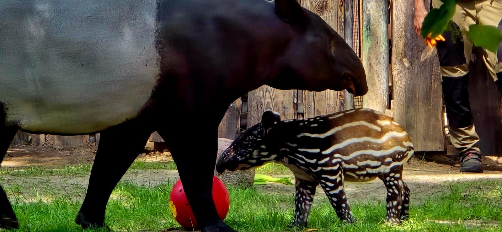 Mały tapir malajski z mamą