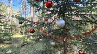 Górecko Kościelne: Dwie choinki w roztoczańskim lesie wciąż ozdobione