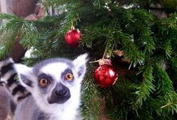 Warszawskie Zoo organizuje świąteczną zbiórkę. Możesz podarować prezent dla zwierzaków