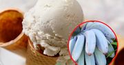 Niebieskie banany Blue Java hitem wśród internautów. Smakują jak lody waniliowe