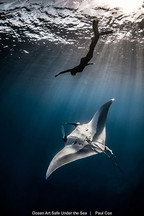 Najlepsze zdjęcia oceaniczne w konkursie Safe Under the Sea 4