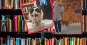 Koty na regałach. Pomysł bibliotekarek z Polski to hit!