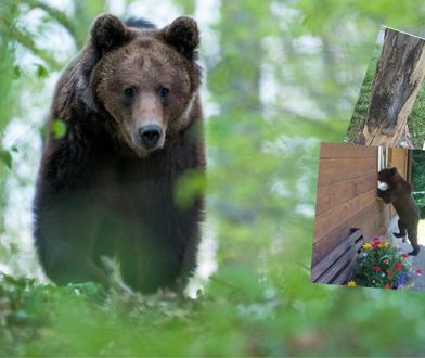 Niedźwiedź kręcił się obok podstawówki. Miasto: Póki co nic się nikomu nie stało