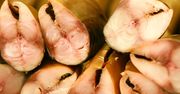 Dietetyk z czystym sumieniem poleca tanią rybę. Wspiera mózg, wzmacnia serce