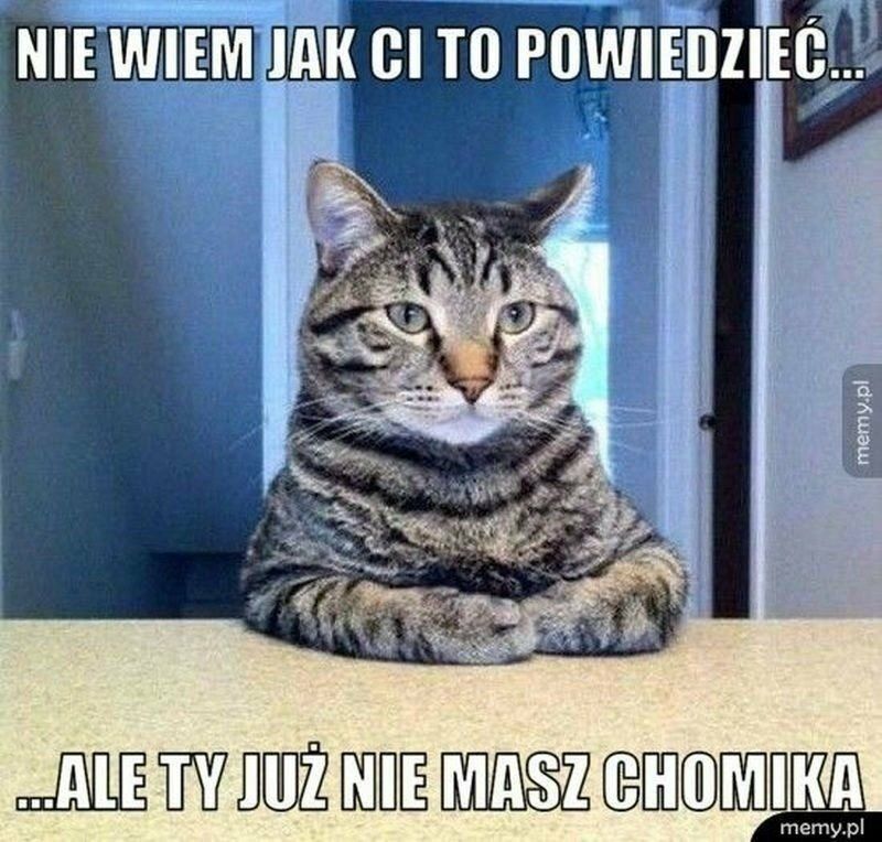 Dziś Dzień Kota. Oto memy z tej okazji 