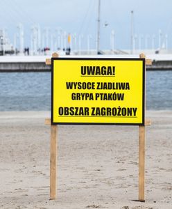 To będzie kolejna epidemia? Dr Grzesiowski o ptasiej grypie