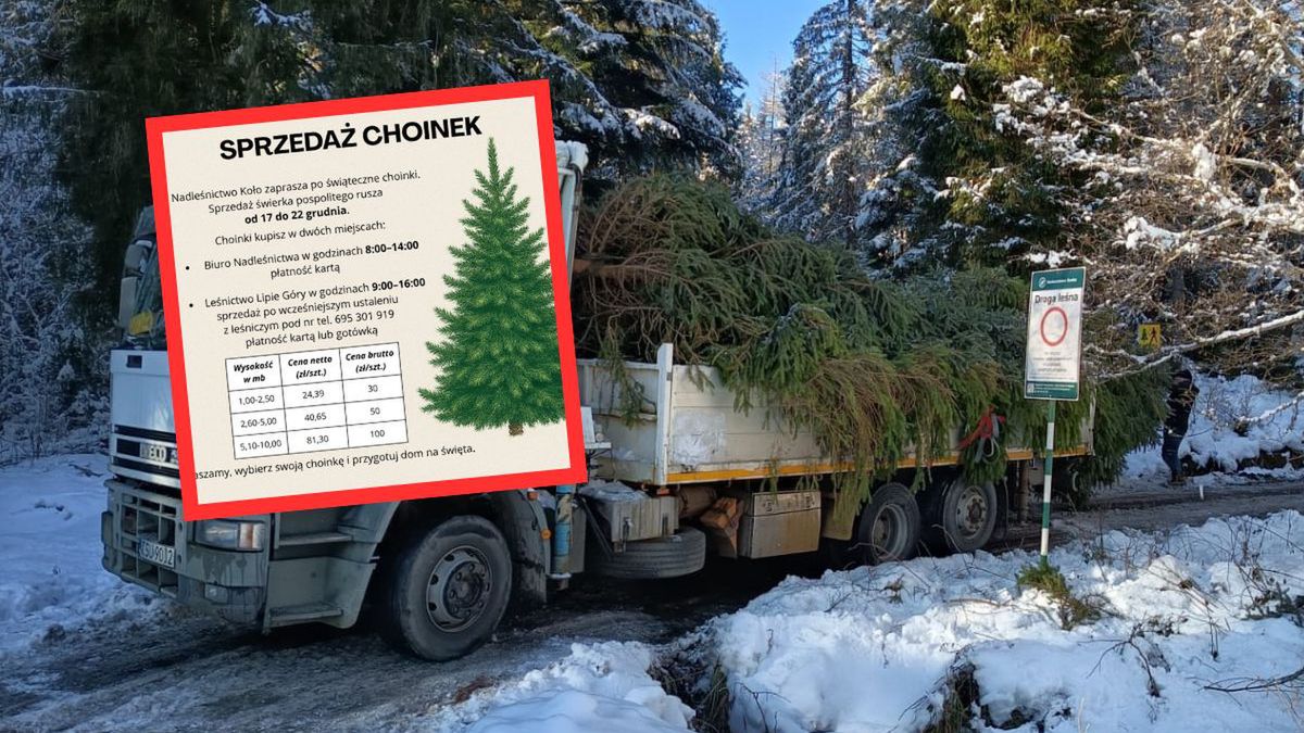 Leśnicy z Nadleśnictwa Koło zapraszają po żywe choinki