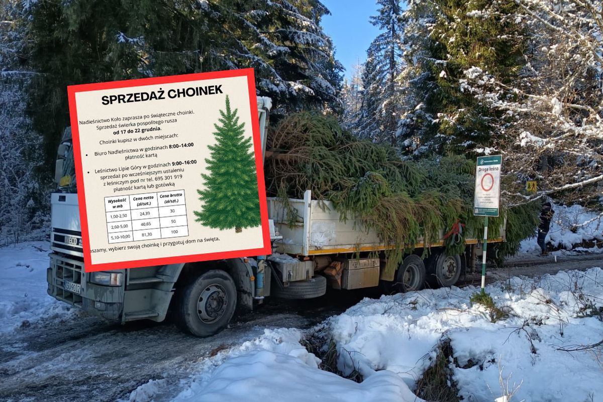 Leśnicy sprzedają choinki. Oto ceny