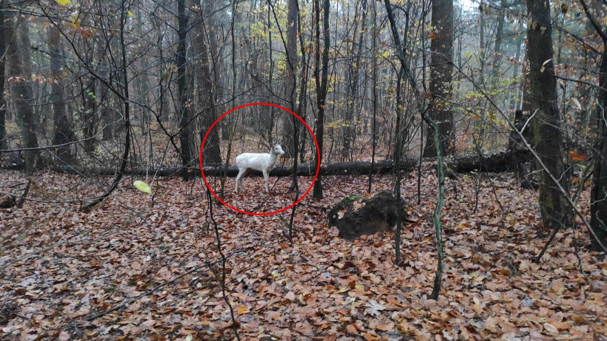 Majestatyczny daniel w lesie