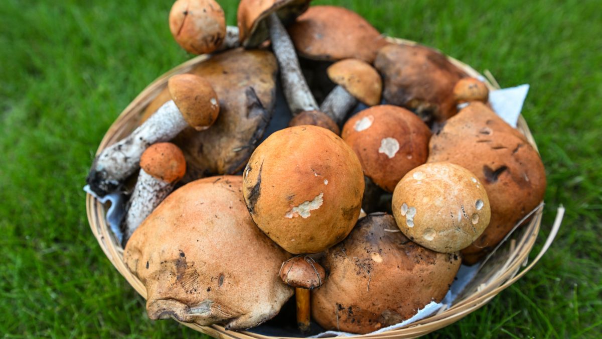 Zagraniczni grzybiarze znikają z polskich lasów.