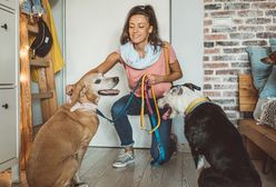 Zamiast przysługi - Petsy. Profesjonalna opieka dla Twojego pupila