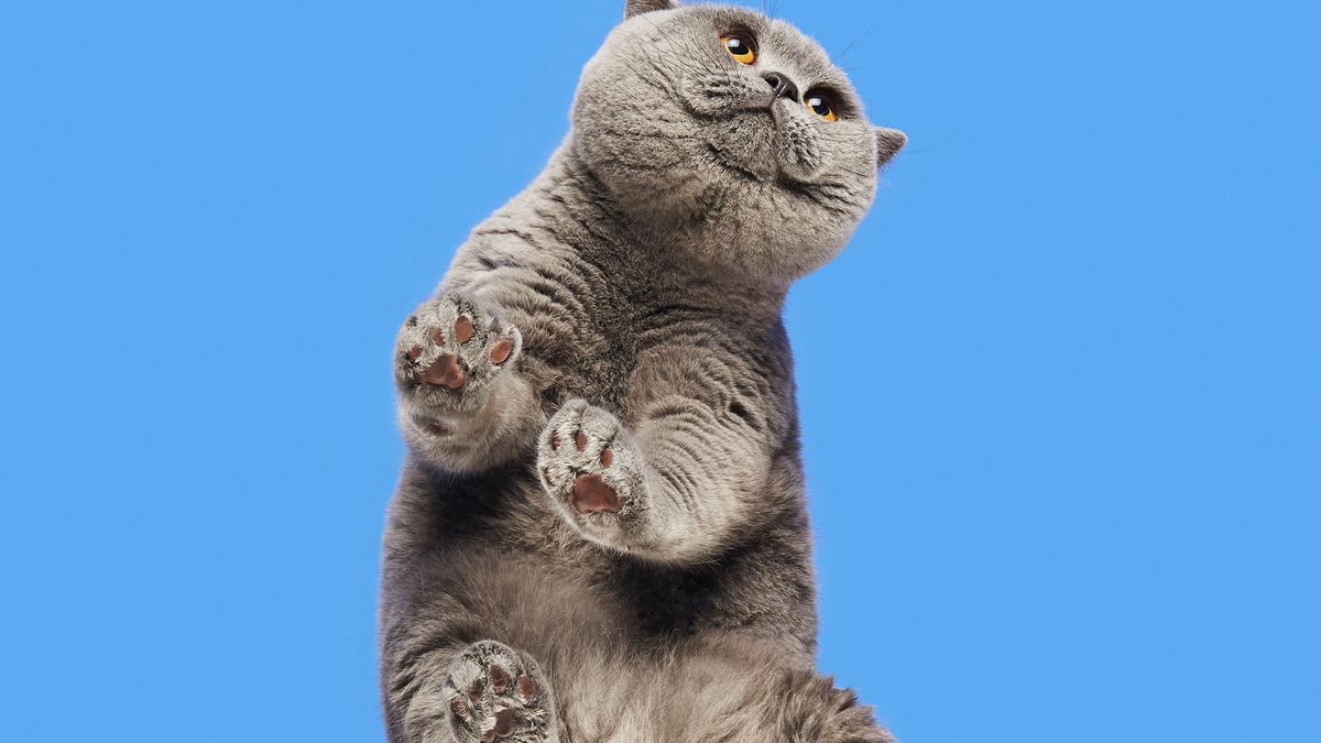 Koty fotografowane od dołu mają jeszcze więcej uroku niż zwykle 1