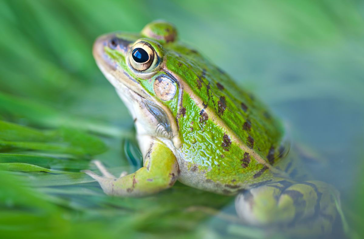 Chernobyl frogs defy odds with radiation resilience and color change