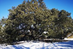 Śląsk. Trochę lipa z tą lipą…dopiero na piątym miejscu