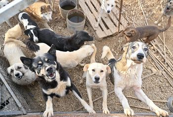 Historia starsza, niż sądzono. Przyjaźń człowieka z psem trwa od 14-16 tysięcy lat