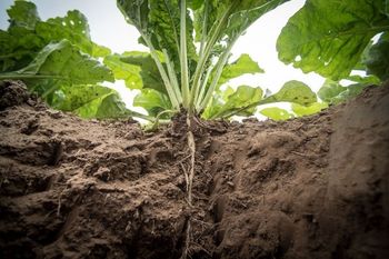 Krzem w agrotechnice buraka – mniej stresu, więcej cukru