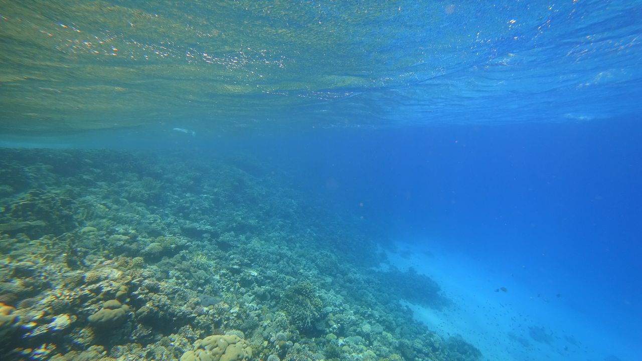 Odkrycie na dnie oceanu. "To pokazuje, jak mało wiemy"