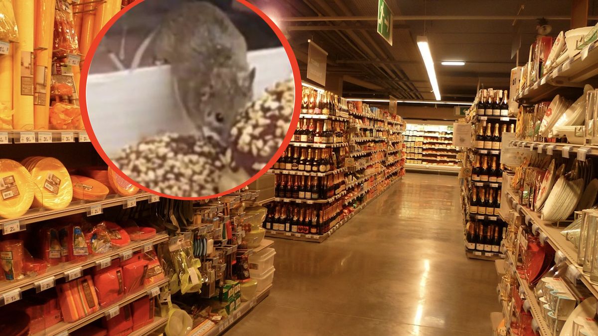 Mysz dała się przyłapać na półce z pieczywem w sklepie spożywczy