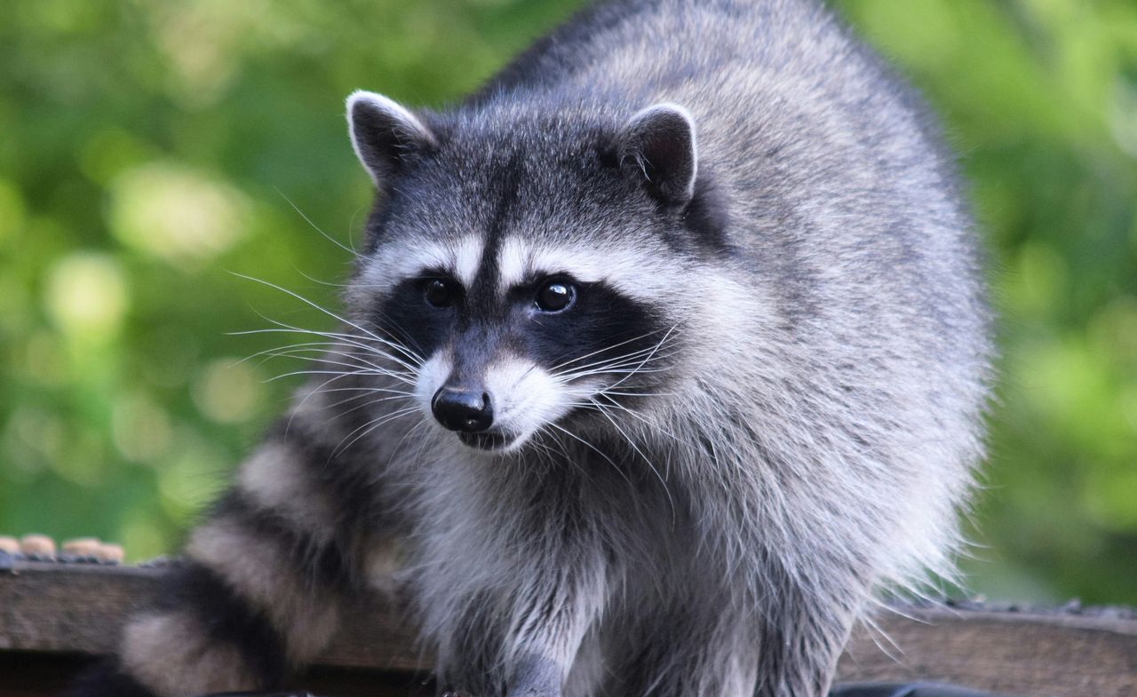 Nowy gatunek pasożyta w Polsce. Przywędrował z Ameryki Północnej