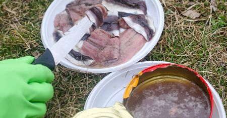 Otwórz, jeśli się odważysz. Dla Szwedów rarytas, inni krzywią się z obrzydzeniem