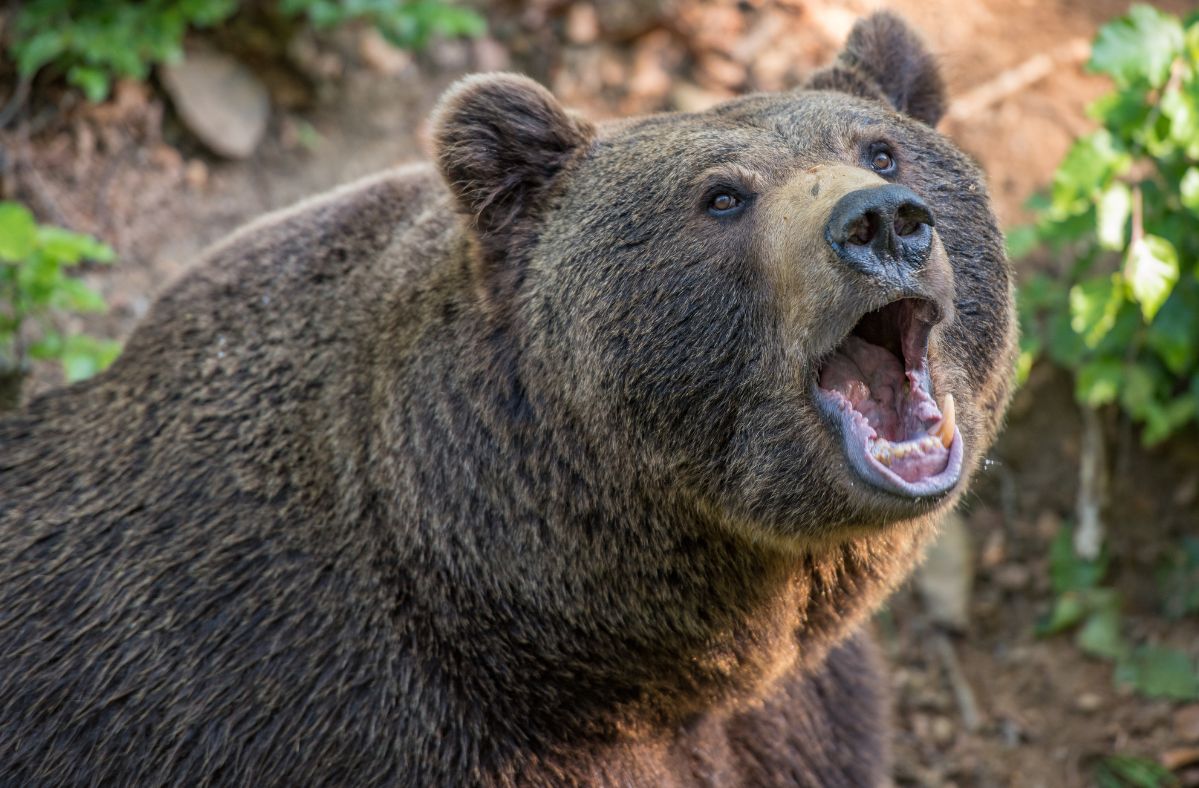 Romanian bear cull ordered after deadly attack on tourist