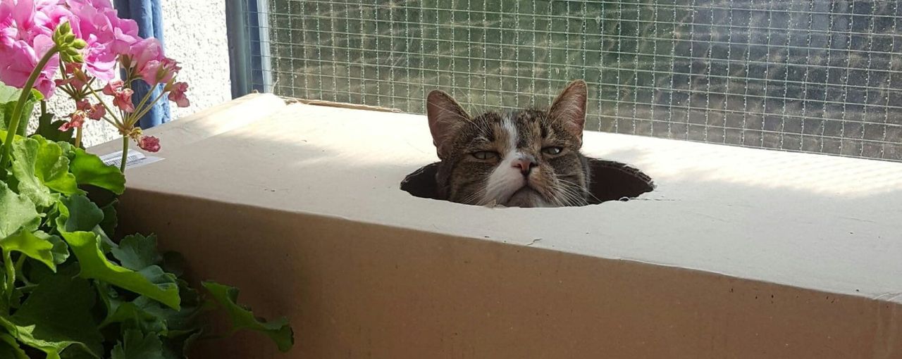 Darmowe ogłoszenia drobne dla KOCIARZY!