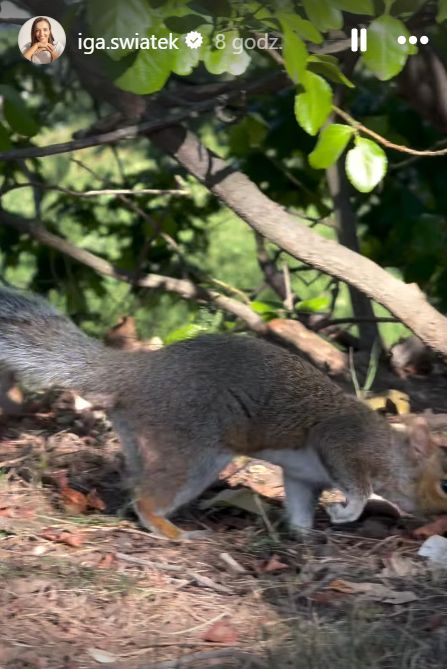 Opublikowała nagranie, na którym podziwiała wiewiórkę.