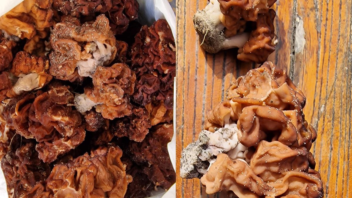 Internauta pokazał zdjęcia grzyba kupionego pod stadionem w Bydgoszczy