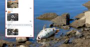 Odra zatruta, a Wody Polskie urządzają konkurs. Ludzie oburzeni