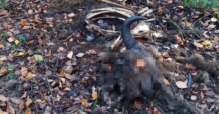 Makabryczne odkrycie w wielkopolskim lesie. Policja szuka sprawcy
