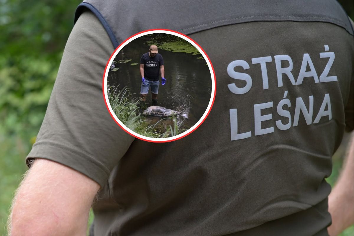 Rysicę znaleźli w rzece. Ktoś ją zastrzelił. Szokujące ustalenia