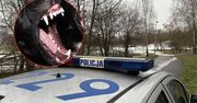 Ten spacer będzie miał finał w sądzie. Pogryzł ją niezaszczepiony pies