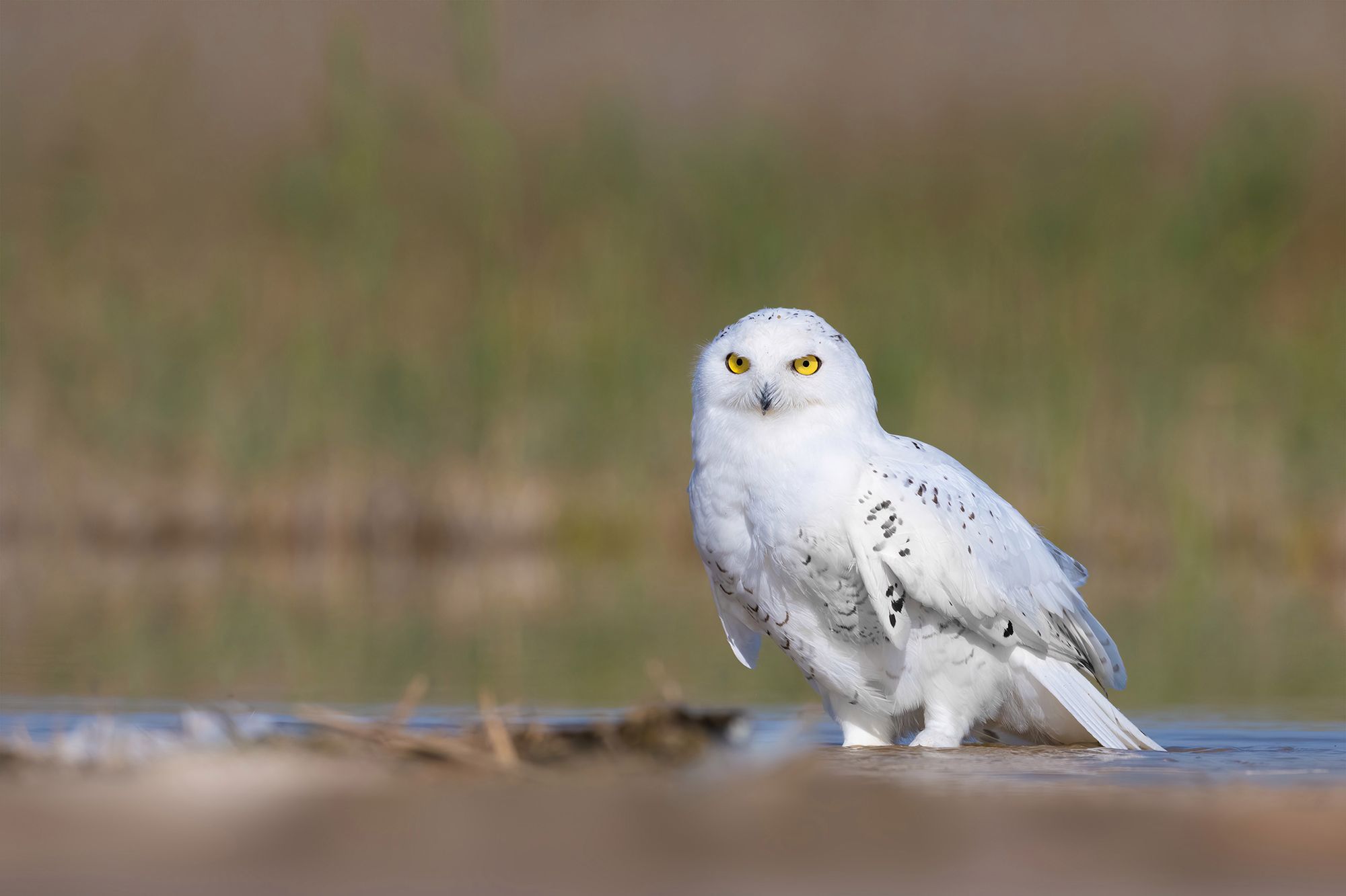 Rzadka sowa śnieżna widziana w Kuwejcie. Wygląda majestatycznie! 5