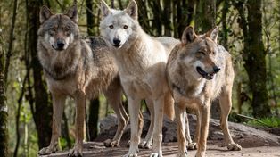 Polanów: Hodowcy bezradni na ataki wilków