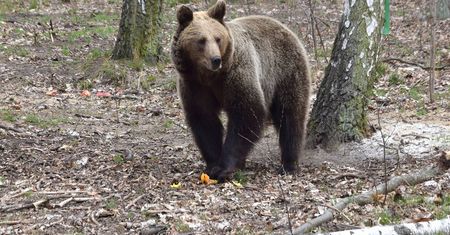 Tak teraz wygląda zoo w Poznaniu. "Wichura zaszalała bardzo"