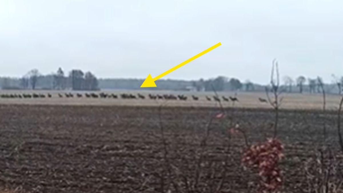 Stado jeleni nagrane na polu.