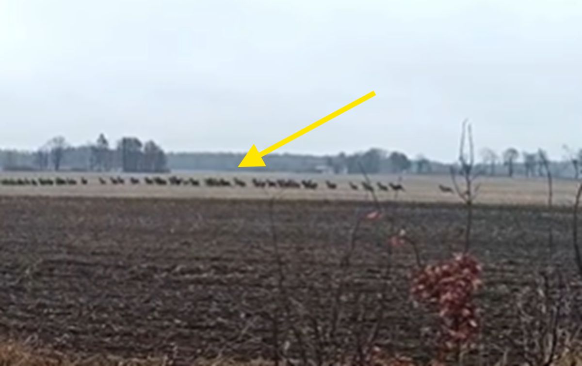 Były ich setki. Stado nagrane na polu