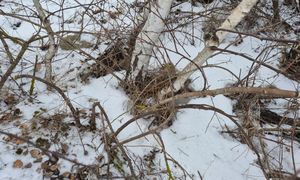 Odkrycie między drzewami. Od razu wezwał służby