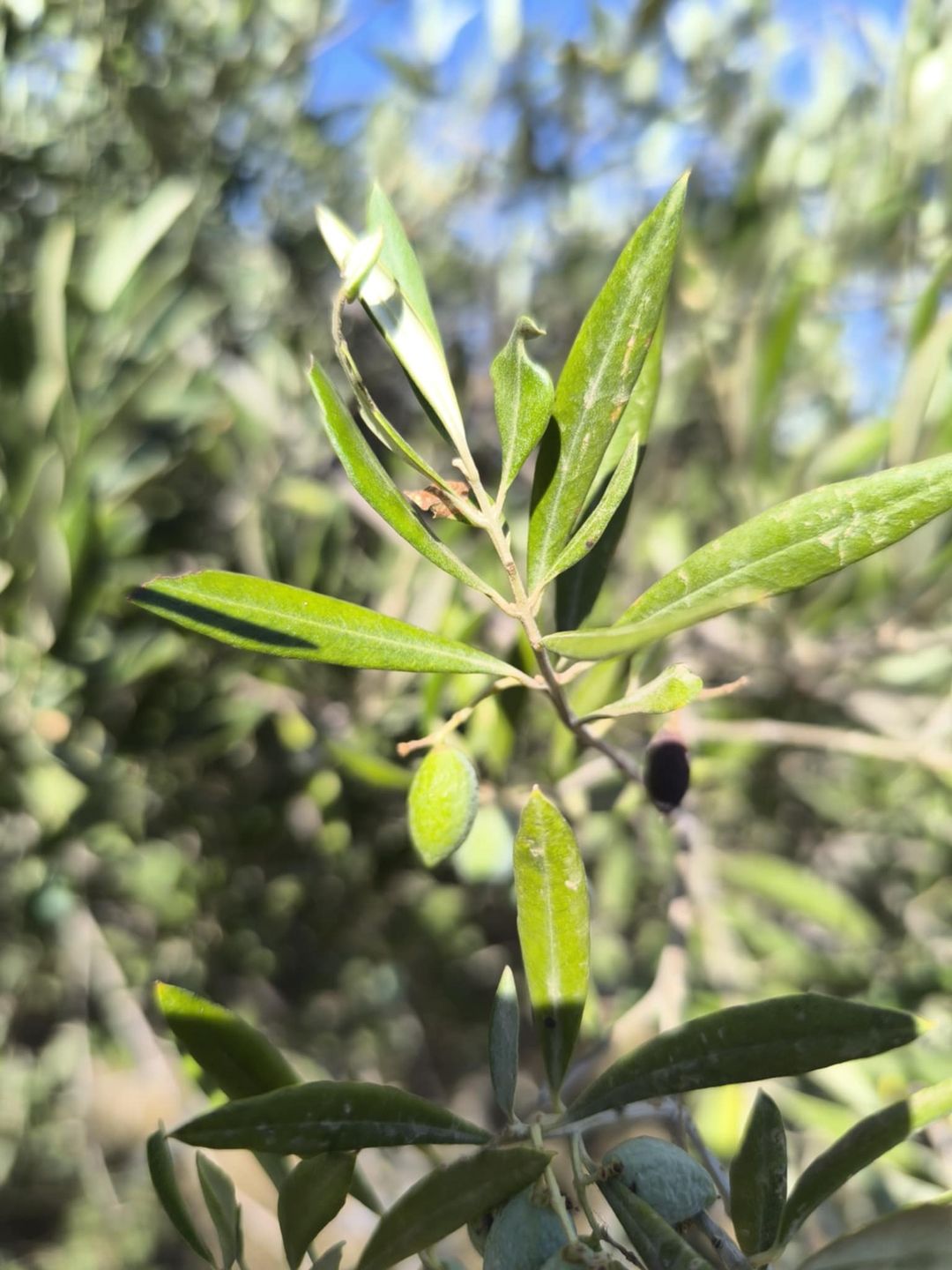 Oliwki to prawdziwy skarb Greków