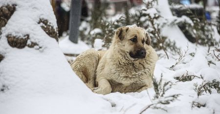10-latka zaginęła podczas burzy śnieżnej. Uratował ją pies