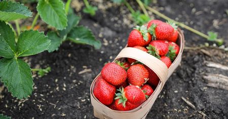 Truskawki – ile mają kcal? Oto kaloryczność i wartości odżywcze truskawek