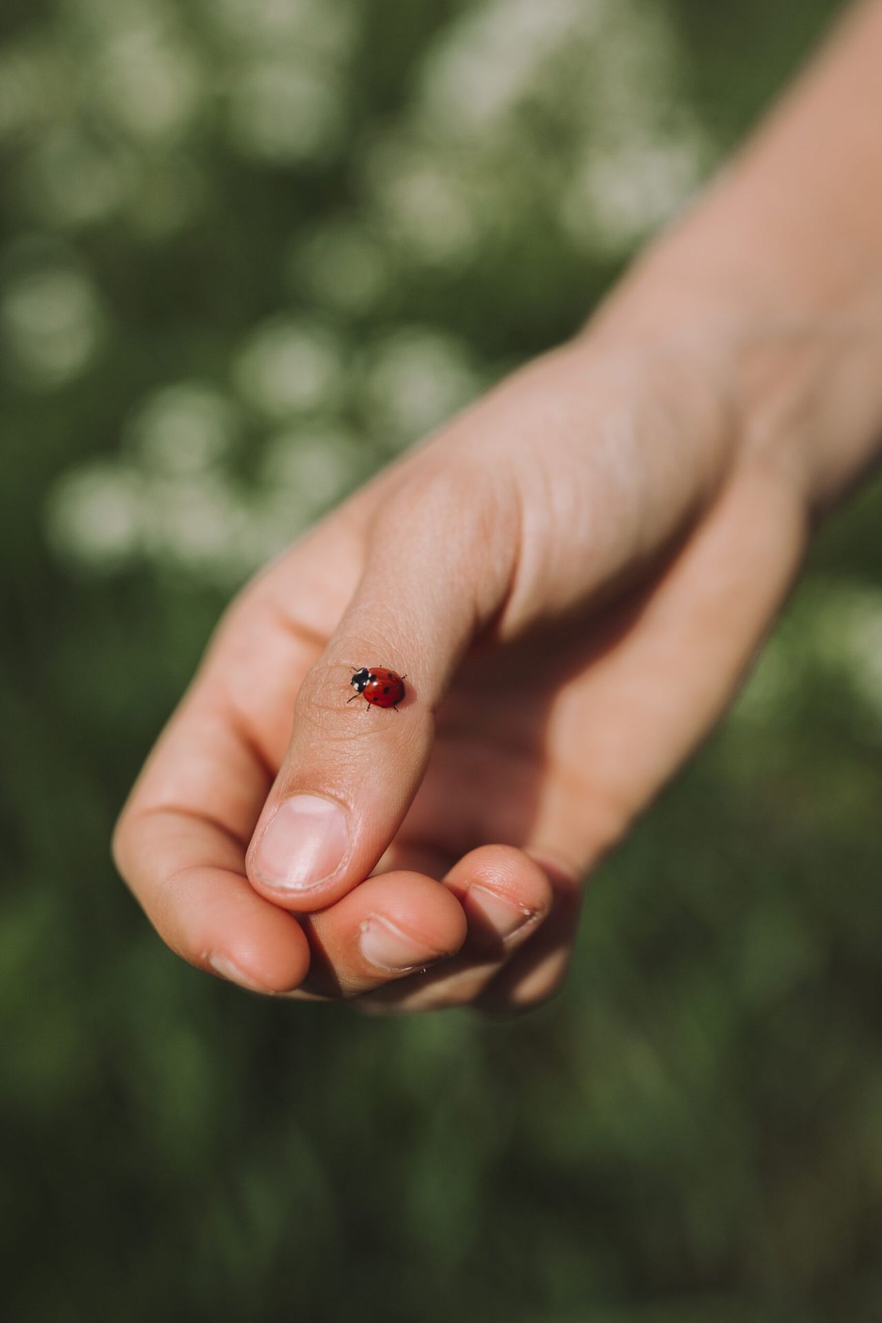 Biedronki azjatyckie są groźniejsze niż myślisz, fot. Freepik