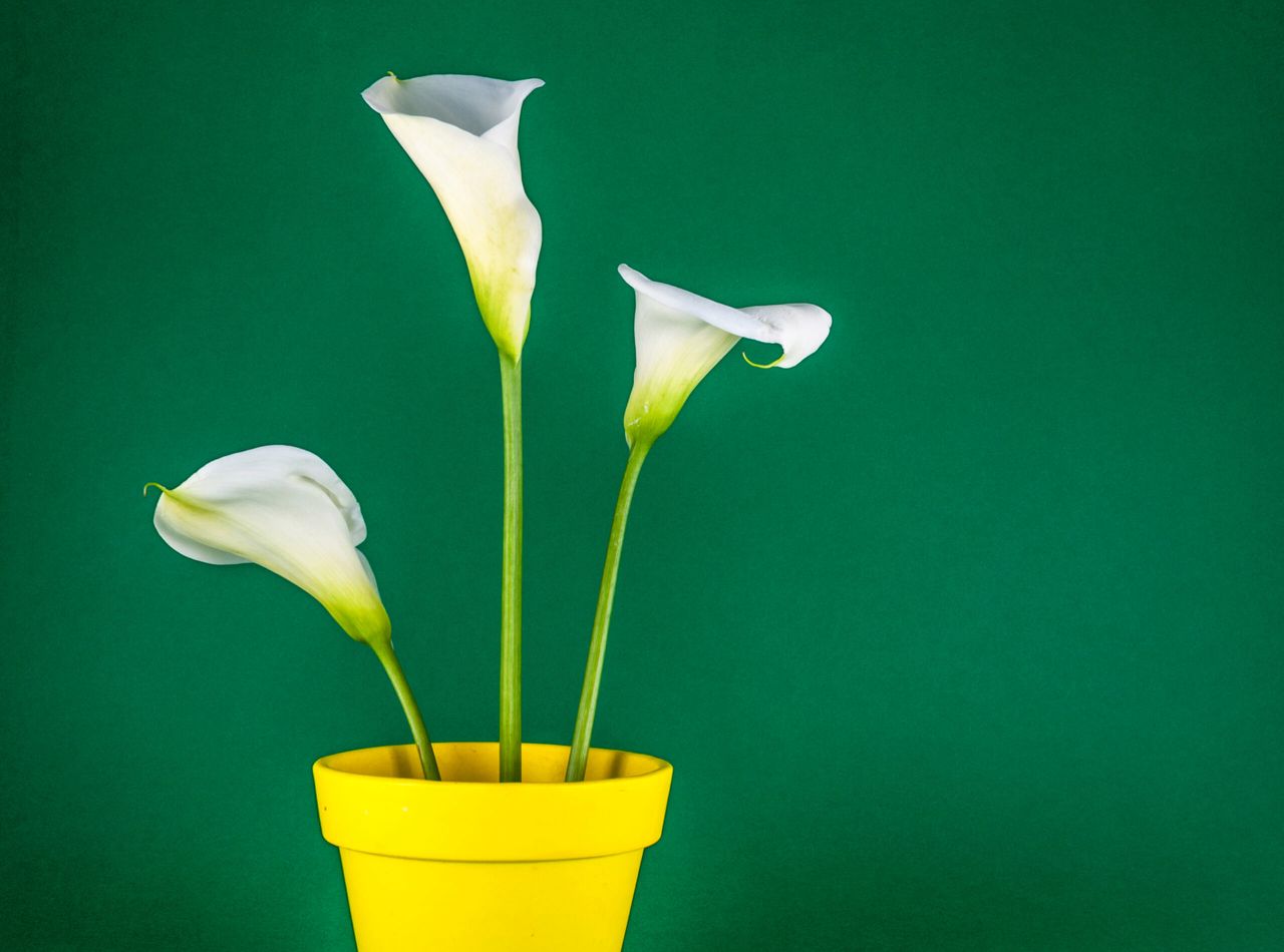 Closeup of three white calla lillies in yellow flower pot on green background