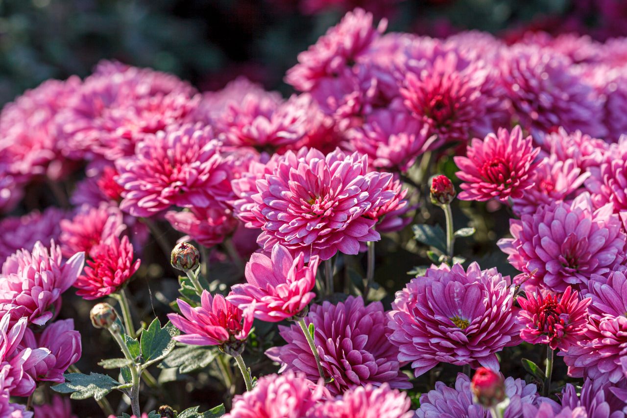 beautiful chrysanthemum flower bushes pink colors close up