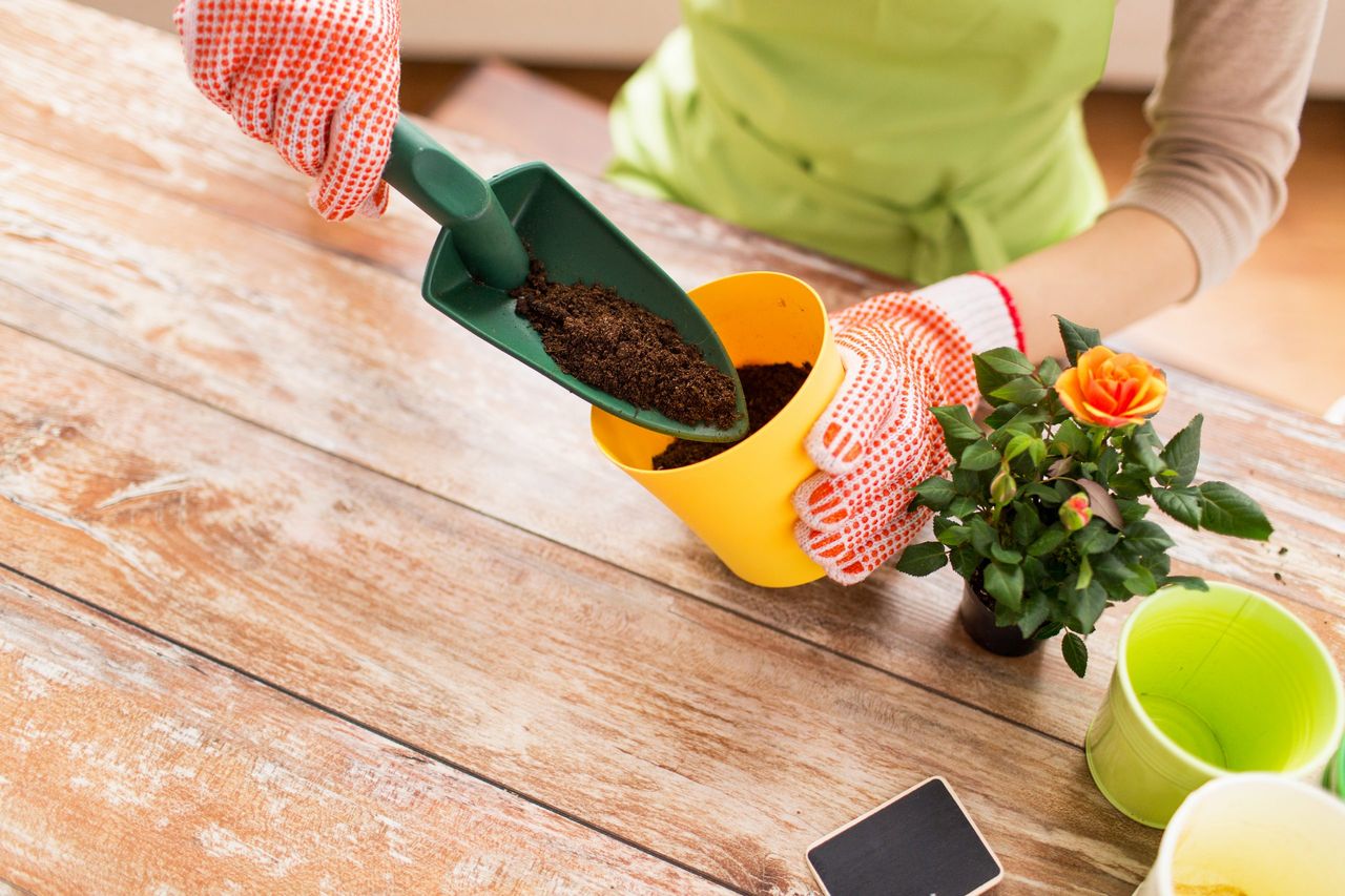 The text is already in American English: "people, gardening, flower planting and profession concept - close up of woman or gardener hands planting roses to flower pot at home".