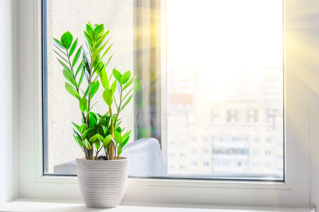 Green Zamioculcas plant on the windowsill bright rays of the spring sun outside the window room, in the distance the urban background, many residential buildings