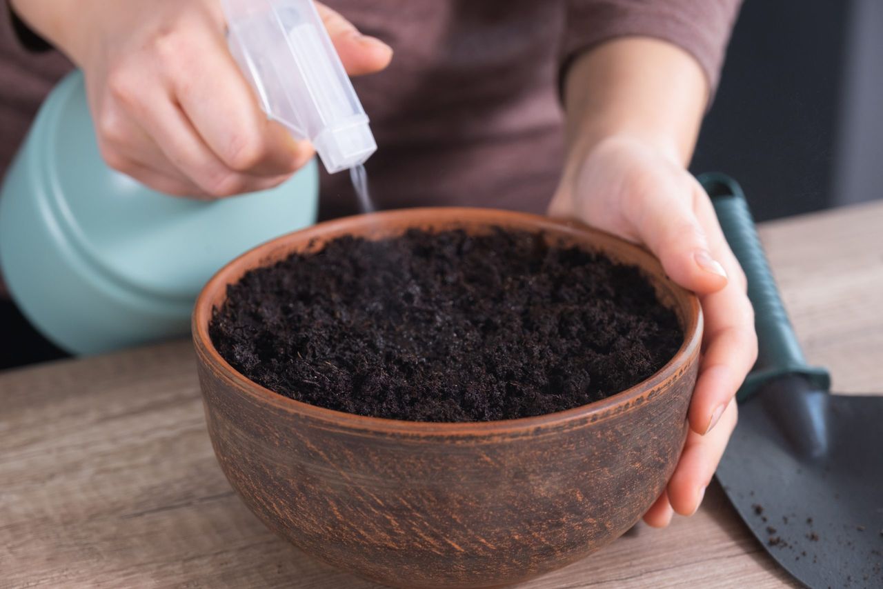 Gardening at home. How to grow any plant on windowsill. Womens hands spray planted seeds in ceramic pot. Step by step, tutorial.