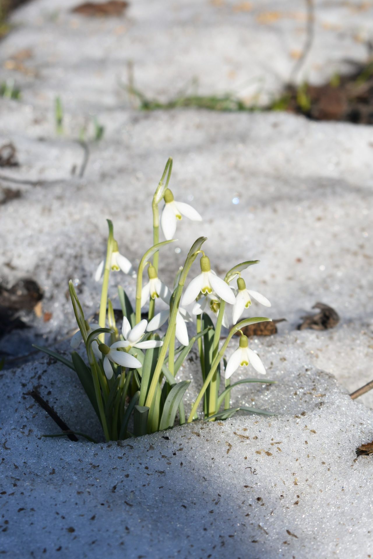 kwiaty cebulowe rosną w środku zimy, fot. Unsplash